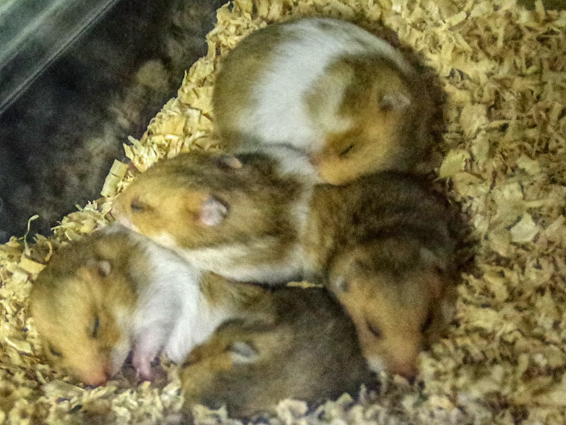 zx_hamster's tweet photo. 先月、里親になってメスのハムスターをもらい受けましたが月末に8匹の子供を出産して途方に暮れています。

近所、知人に声をかけましたが引き取りては現れずに今日で2週間が経ってしまいました。

どなたか里親になっていただける人はいませんか？
当方神奈川県で近県なら車でお届けします。 https://t.co/Q779QNq3TV