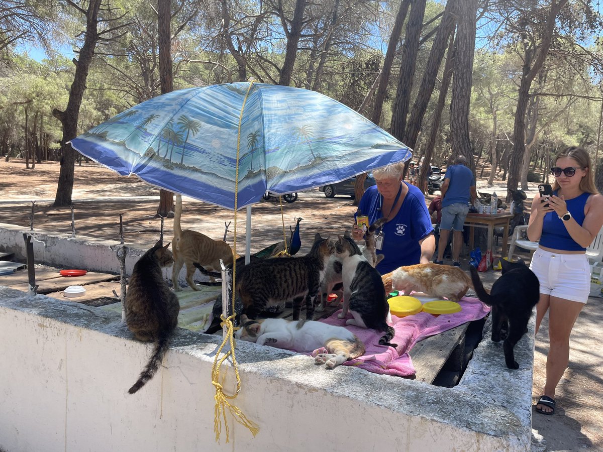 #PostcardFromKos Plaka Forest 🌲 More cats!! The lady here runs a charity rescuing the kittens who are dumped here #KittysOfKefalos 🐱 🇬🇷💙