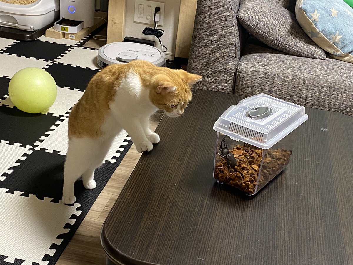 1231916a's tweet photo. 猫VSカブトムシ https://t.co/SsIsMd9pQC