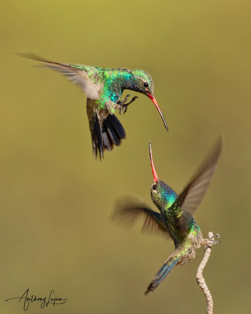 anthonylujan's tweet photo. When you usually see one Broad-billed hummingbird you can almost depend on the second one not being far away! @ramseycanyonbb is located in Hereford AZ.
Arizona July 2022
Sony A1 - Sony 600mm
#BroadbilledHummingbird #hummingbird #nuts_about_birds #earthcapture #nature #natg... https://t.co/lxKgwAoCJ4