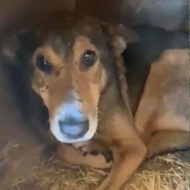 Devastating to hear the govt has extended the ban on import of dogs from Ukraine, Romania, Poland &amp; Belarus. We’ve been waiting months to get Albert here &amp; the kill shelters are full with so many beautiful souls being routinely killed now. Meanwhile the UK breeders continue to