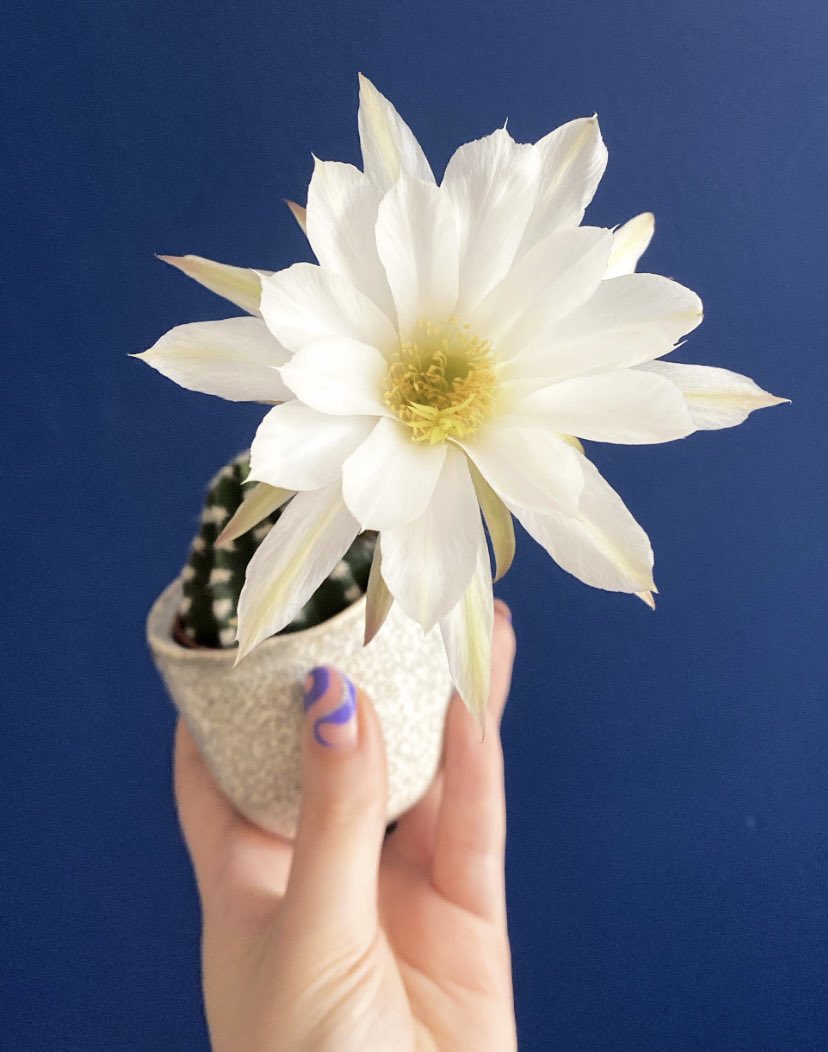Can we all take a moment to appreciate the magnificent flower that my little cactus has grown?! ✨🤍