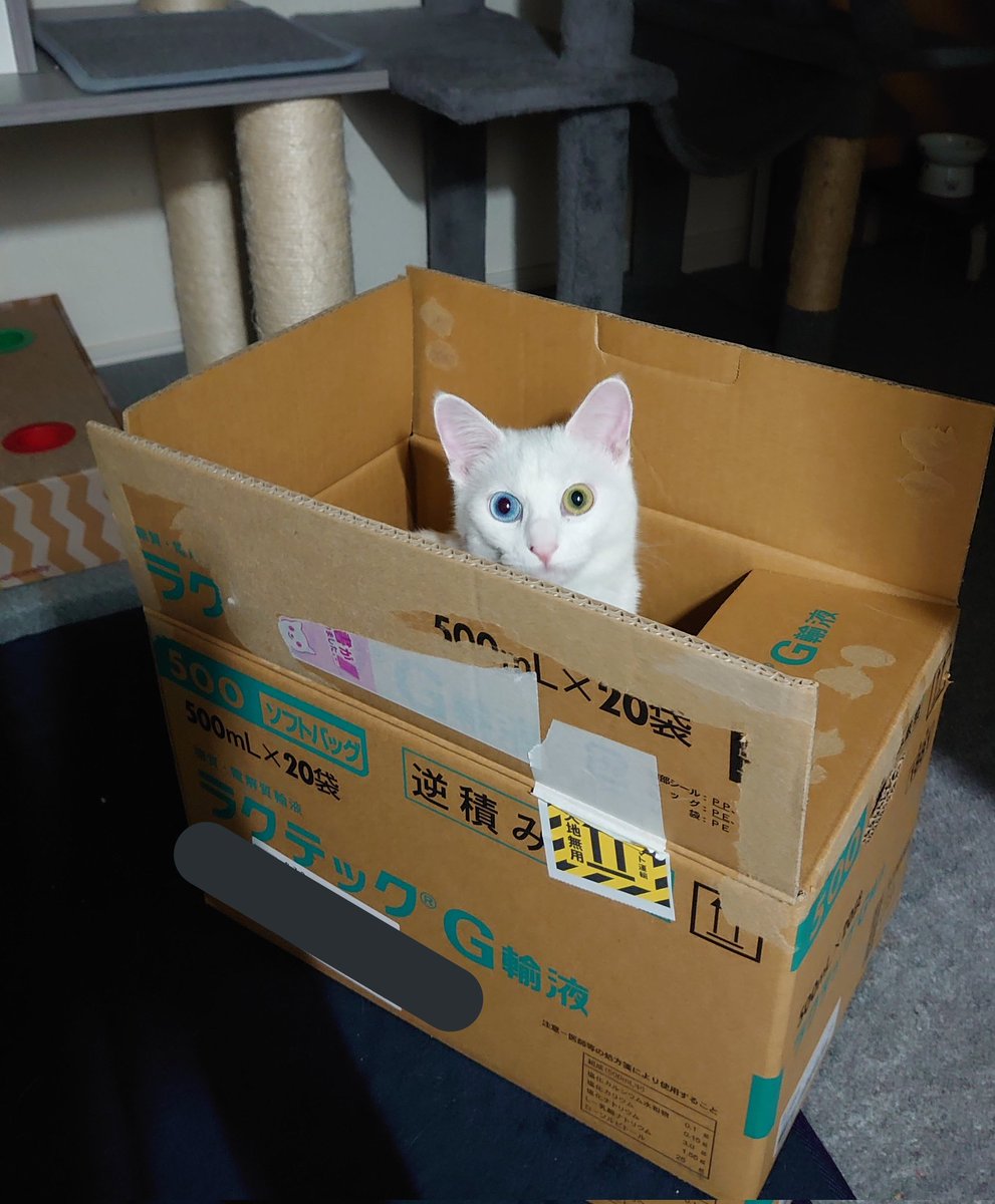 syucha_cat's tweet photo. 😺
#cat #CatsOfTwitter #猫好きさんと繫がりたい #ねこ https://t.co/Hdimxu8htH