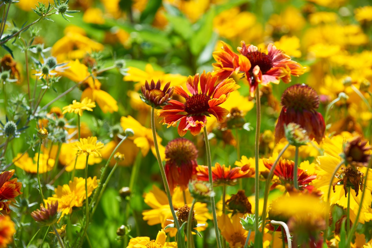 Bloemenpark Appeltern tweet media