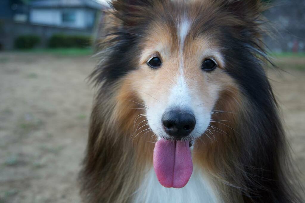 かわいい子犬屋さん Twitter Search Twitter