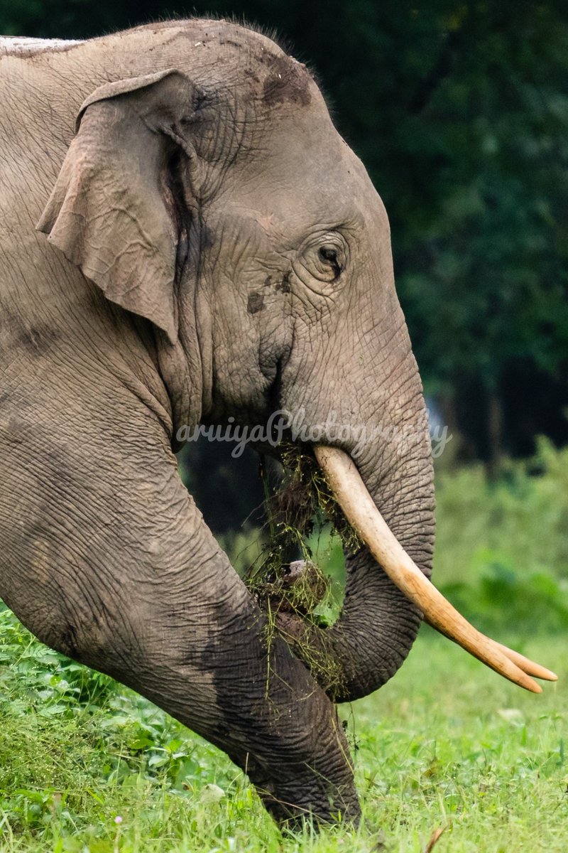 Hello world .. ! 

#photography #IndiAves #wildlifephotography #elephants #WestBengal #IncredibleIndia #SonyAlpha #SonyA7iii #AlphaUniverse #TamronIndia