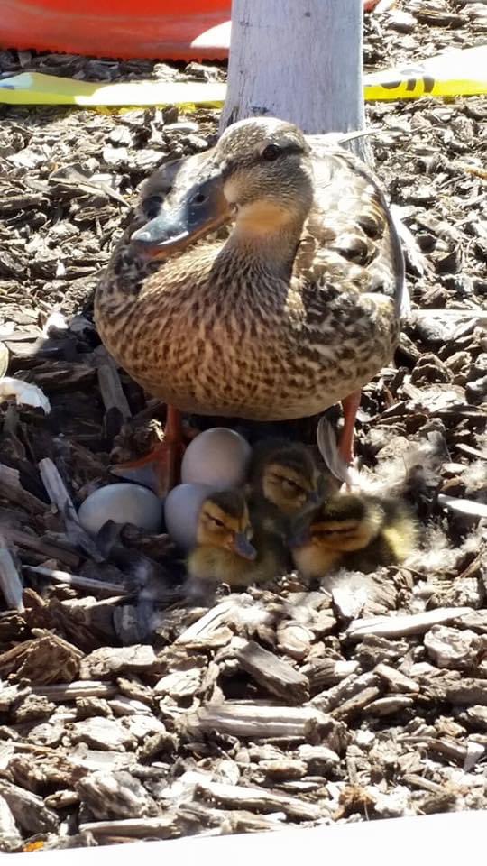 This is our office mascot, Princess Mallory. She comes back every year to have her babies in the foliage area of the parking lot. 
We escort them across the road to the Columbia River where they live happily ever after.