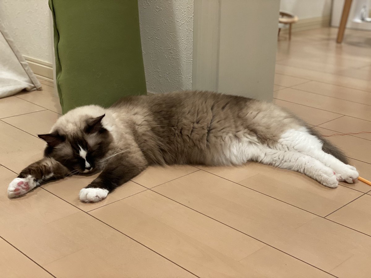 Good evening!!

#遊び疲れちゃった　#ラグドール　#cat 
#猫のいる暮らし  #catlover  #ねこ 
#猫好きさんと繫がりたい  #猫