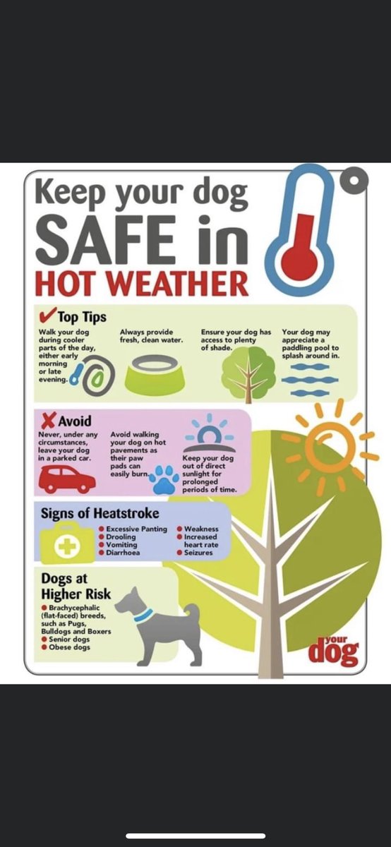 Bellabonkers3's tweet photo. Keep your dog safe #dogsoftwitter https://t.co/N2rp5fYgnX