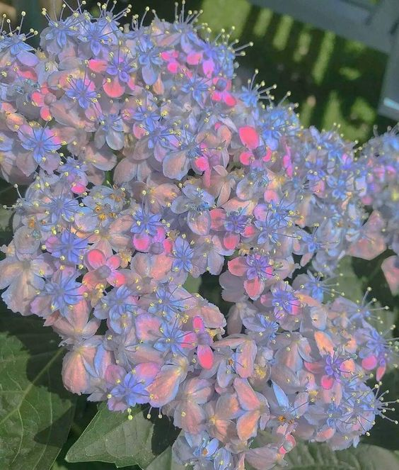 lavieestbelIe's tweet photo. Hydrangeas are so pretty https://t.co/rOn2yeg9JA