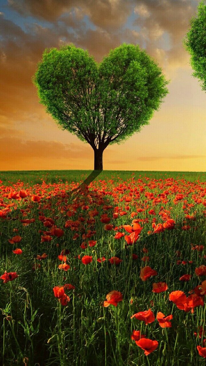 Good morning beautiful souls💚🌺💚