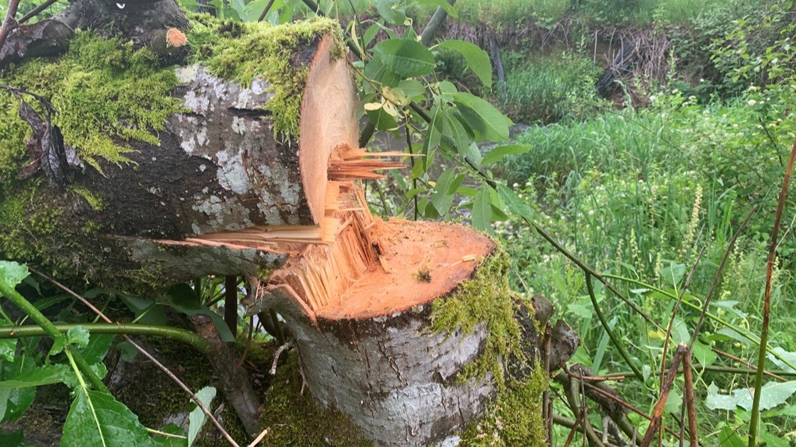 For the past year, the city of Gresham, Ore., has been dealing with an unusual problem: a rogue lumberjack. 

<a href="/ChristelleK_TV/">Christelle Koumoué</a> joins The Daily Crime to discuss her reporting on the so-called 'Gresham Lumberjack' for <a href="/KGWNews/">KGW News</a>. 

LISTEN→bit.ly/399Bqrb