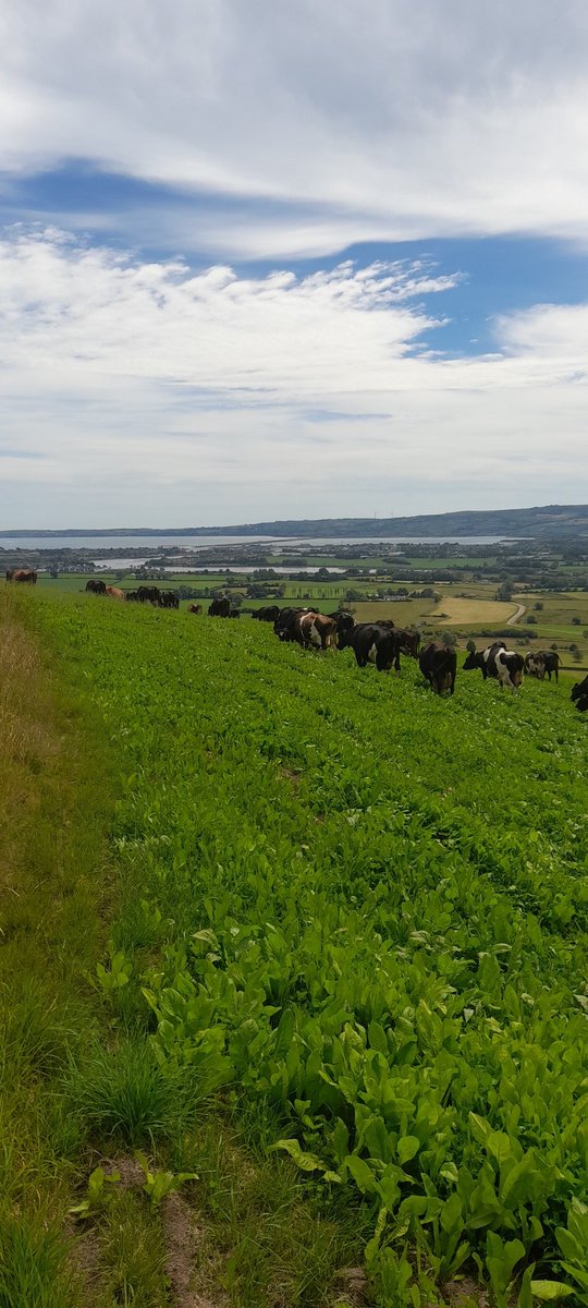 Cows just in for first grazing of this year's MSS reseed.