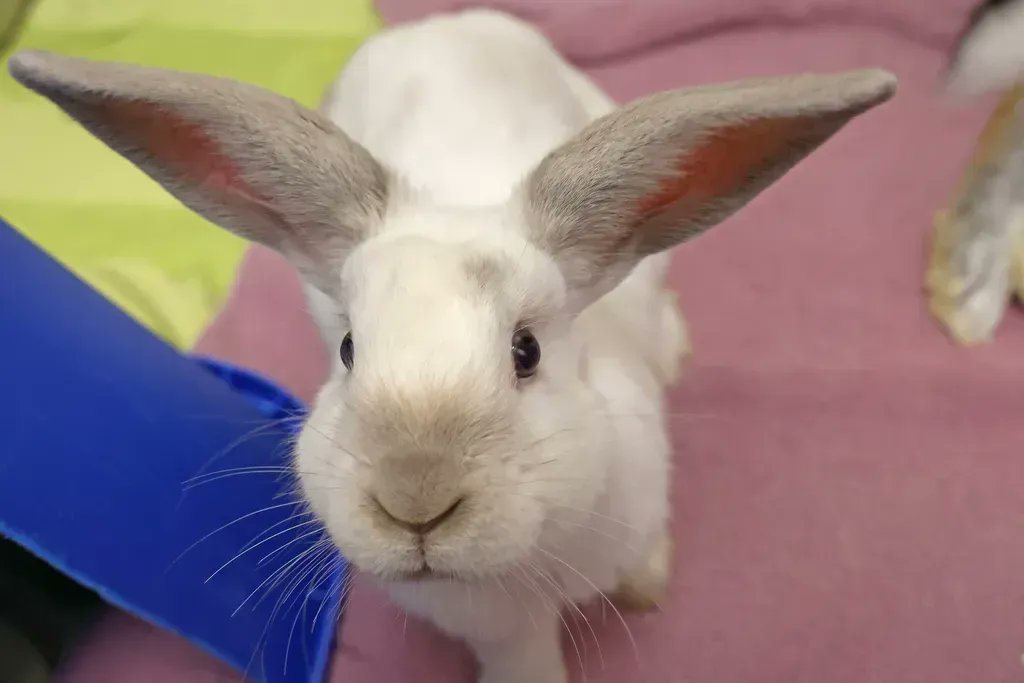 cthumane's tweet photo. Did I hear you say treat? #youknowhedid #snacktime #lookatthoseears https://t.co/zQMHbPW0kC
