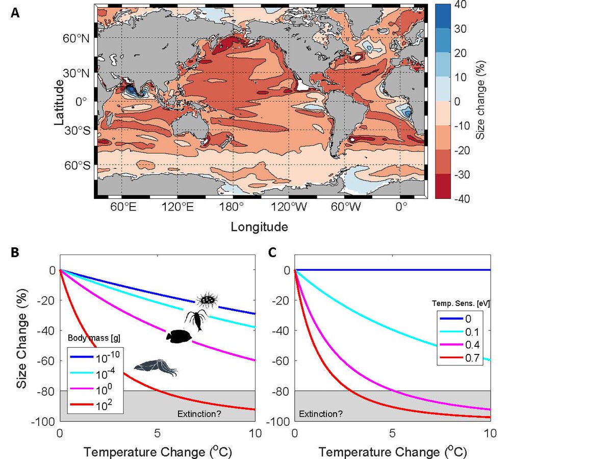 Oxygen limitation in response to rising temperatures is the underlying cause of observed body size reductions in marine microbes and ectothermic animals. In PNAS: ow.ly/sJ9g50JPom2