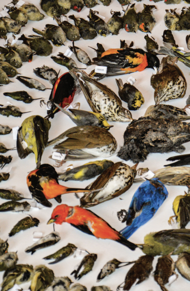saveallthebirds's tweet photo. Solid Air book excerpt "Among the diverse public, there are those who will be moved to make windows safe for birds because they are mortified at the thought of these attractive animals suffering and dying from a preventable cause."
 #savethebirds #solidair #MuhlenbergCollege https://t.co/83BGsMoneq