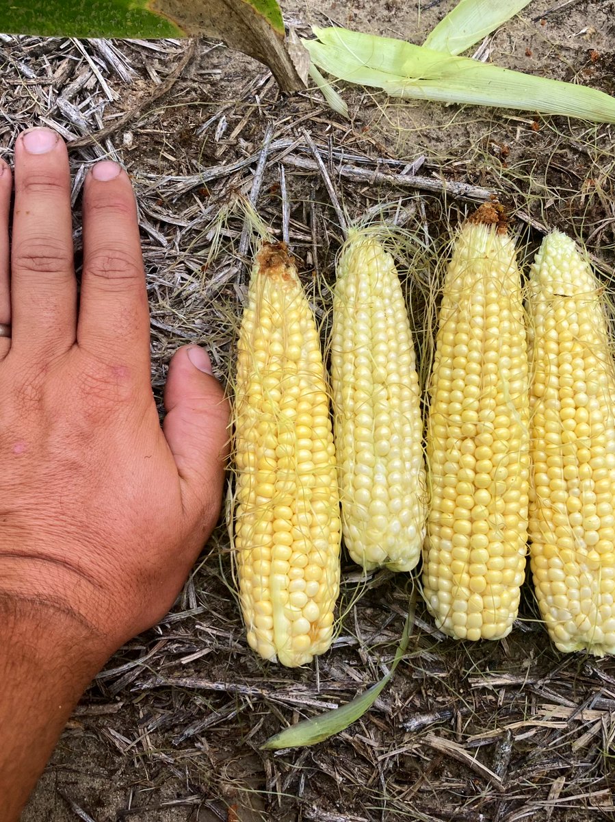 joyner_jd's tweet photo. Finally got some good rain but the damage is certainly done. Tiny ears on a planted rate of 22,000 seeds/A. Not good. https://t.co/EQrHixwY3j