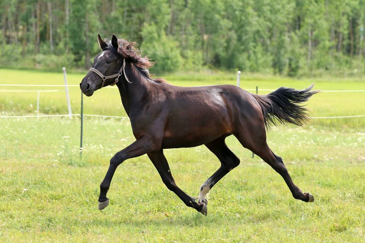 kariTkarlsson's tweet photo. Verduzzo
(Brad De Veluwe - Olivia Trott - Kadabra) #ravit #balticstable https://t.co/qi32GVaA51