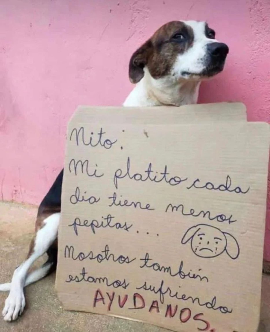 Protestas en Panamá.
Ni los perros se quedan por fuera apoyando la gran cantidad de manifestaciones que se están dando a nivel nacional.
🇵🇦Cobertura Continúa…