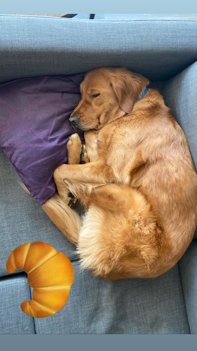 _mishm's tweet photo. @dog_rates @PawsofFuryMovie Joy looking like the croissant emoji https://t.co/gZKuwL4GGF