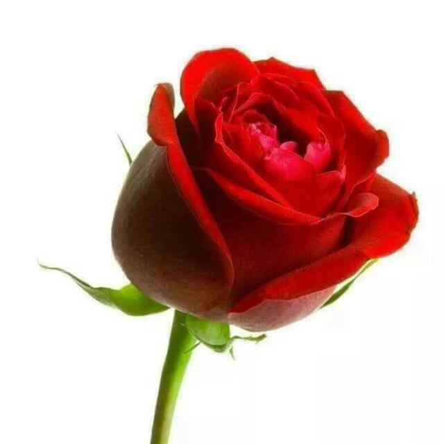 #صورة_ملف_شخصي_جديدة