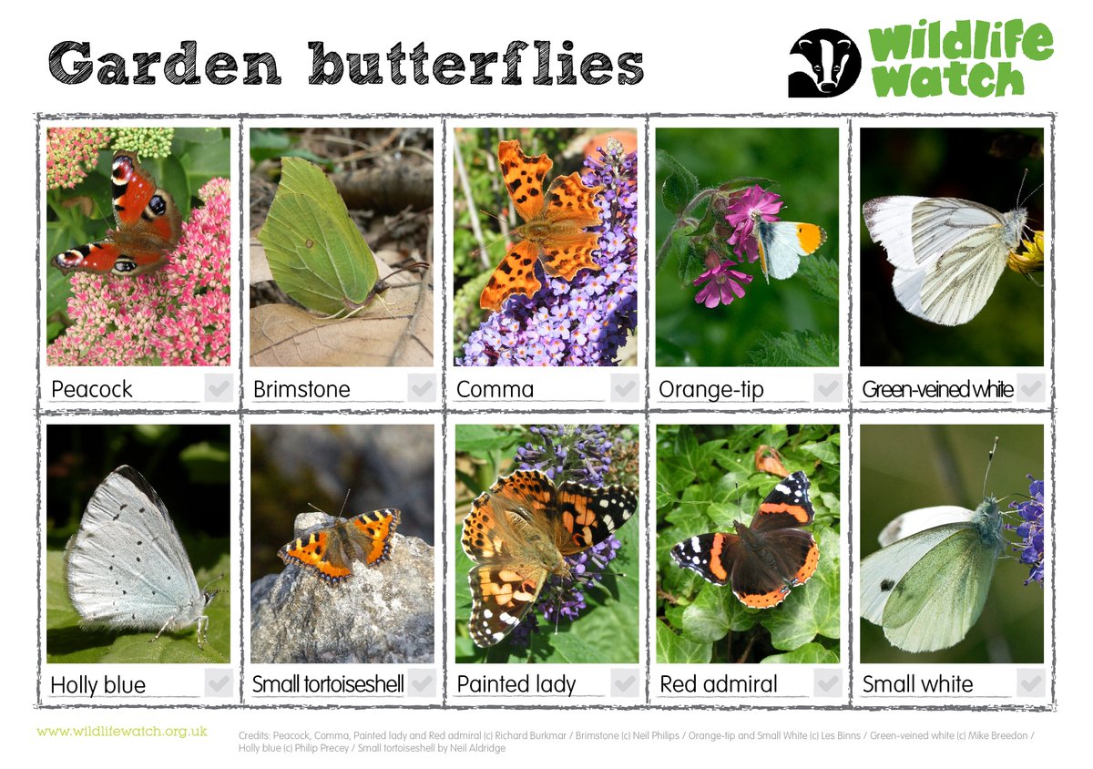 WildlifeTrusts's tweet photo. Find out what butterflies you’ve seen in your garden 🦋 🦋 https://t.co/ufOryHvo3T https://t.co/BhvyHXZJ7c
