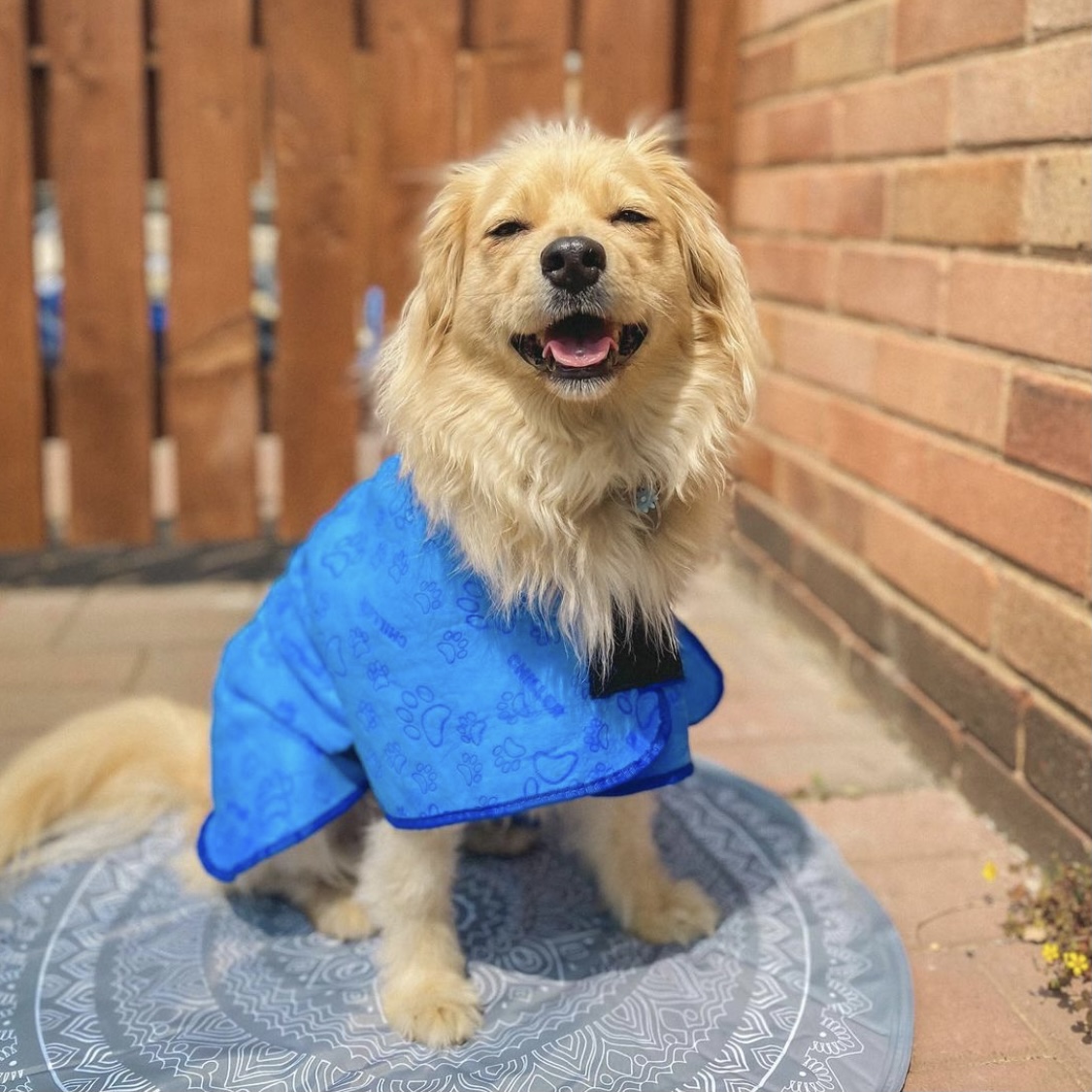 TheRangeUK's tweet photo. CUTENESS OVERLOAD π»ππΎ
Here's your furry family members having fun in the βοΈ with our pet cooling products >> https://t.co/qCMv4JcBet
#pets #cool #summer #therangeuk https://t.co/U7uD23DEyg