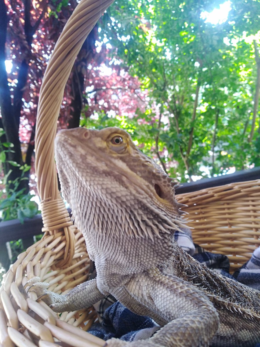 Smough_Ornstein's tweet photo. Being a human and baking out in the sun doing yard work for two hours sucks 💦 Being a lizard in a basket and watching humans suffer while baking tin the sun is beardy heaven 😇 https://t.co/uMW2RTmEg2