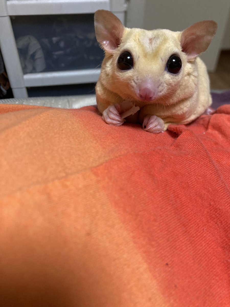 Roy72451362's tweet photo. うちの子になって3ヶ月💚
手の上に乗ったり体に乗ってのんびりしてくれたり…癒される！！ https://t.co/kKGl0mQjfb