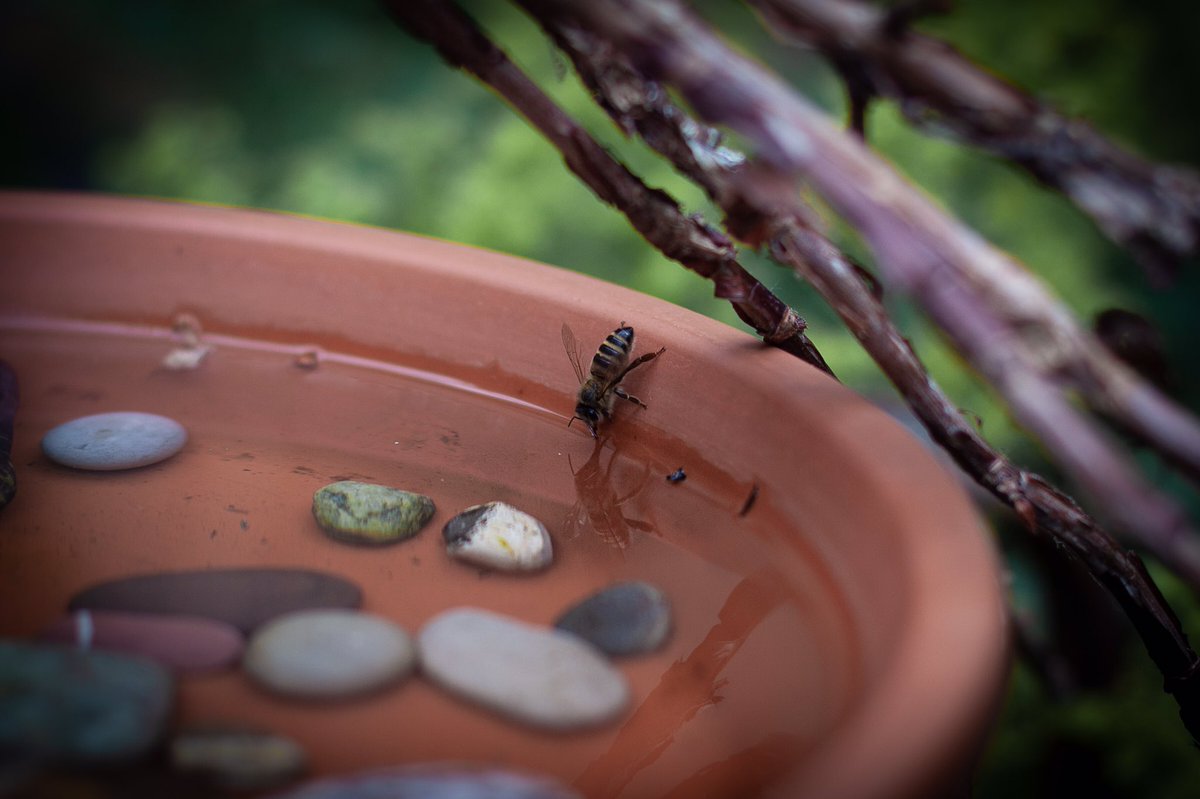 Please put out or top up water #water for #bees. I spilled water and they tried to drink from the cracks between the bricks. Also water #pollen plants a bit. #UrbanRewilding #RewildLondon