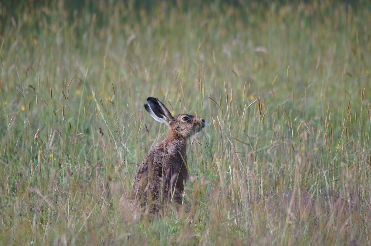 Stevef20's tweet photo. #WexMondays #sharemondays2022
#wextweets
#countryfile
Hare pondering where to dine https://t.co/YeGhxzl90F