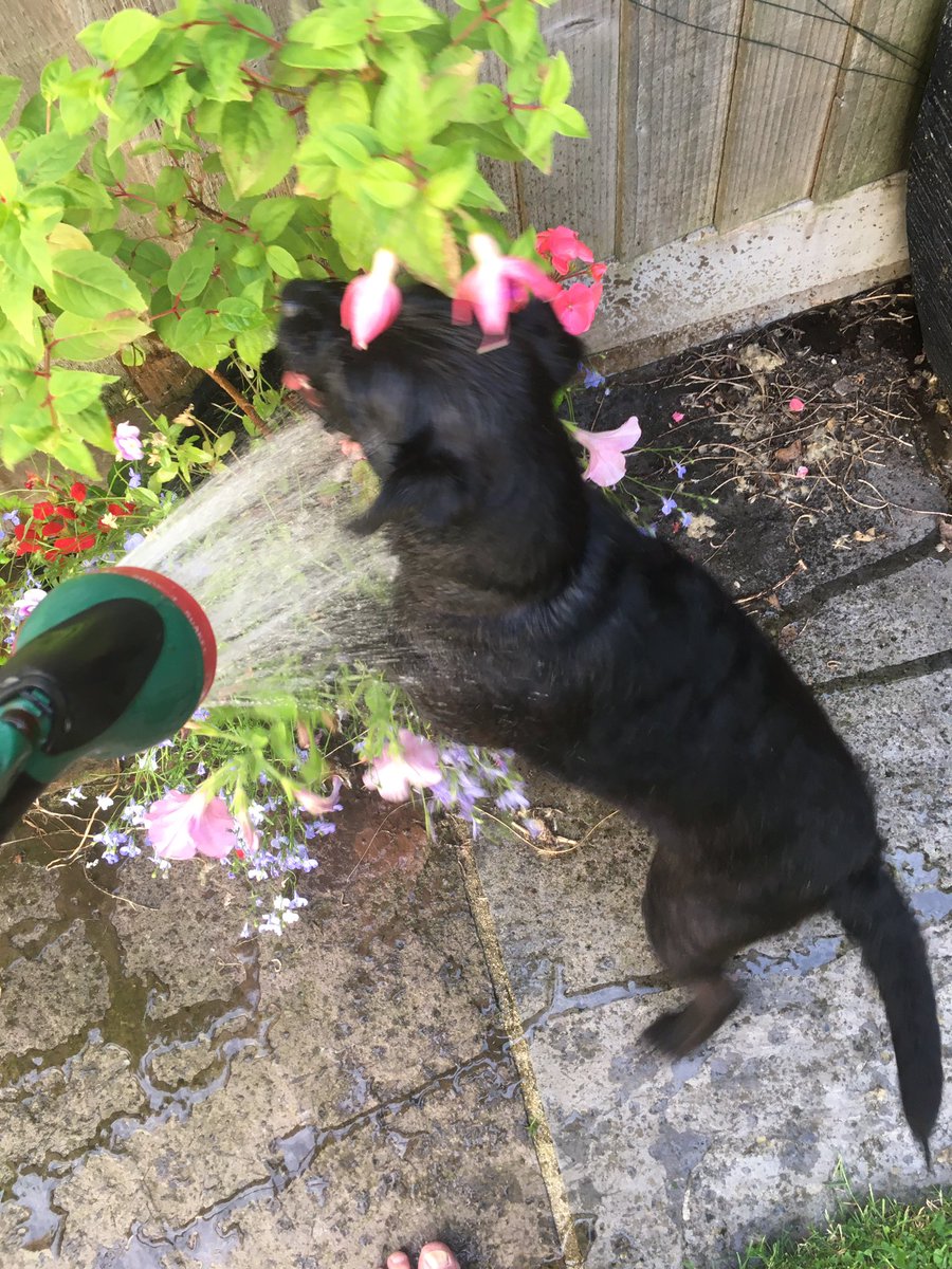 asifamhp's tweet photo. All the help, support, supervision & barking, that I don’t need #AMHPpottering #AMHPhound #Patterdale https://t.co/Yfy4IFAax7