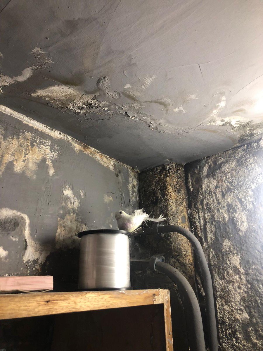 The grievance details some of the worst breaches of health and safety we’ve ever dealt with, including really dangerous levels of rot &amp; mould. 

This is in the staff office 👇🏼