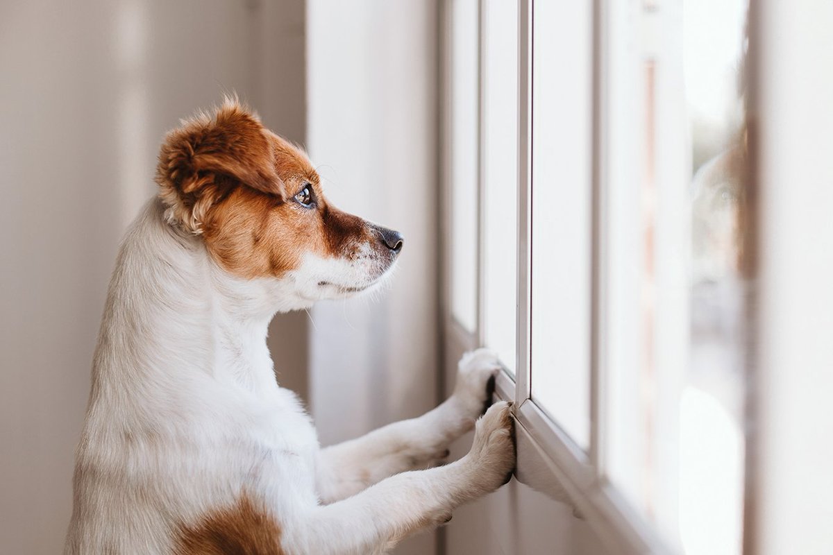 New findings from the PDSA’s PAW report have found that almost a quarter of the UK’s pets have been acquired in the past two years, equating to 5.4 million pets obtained since the start of the Covid-19 pandemic. Read the full story at ow.ly/bGqf50JRCvC