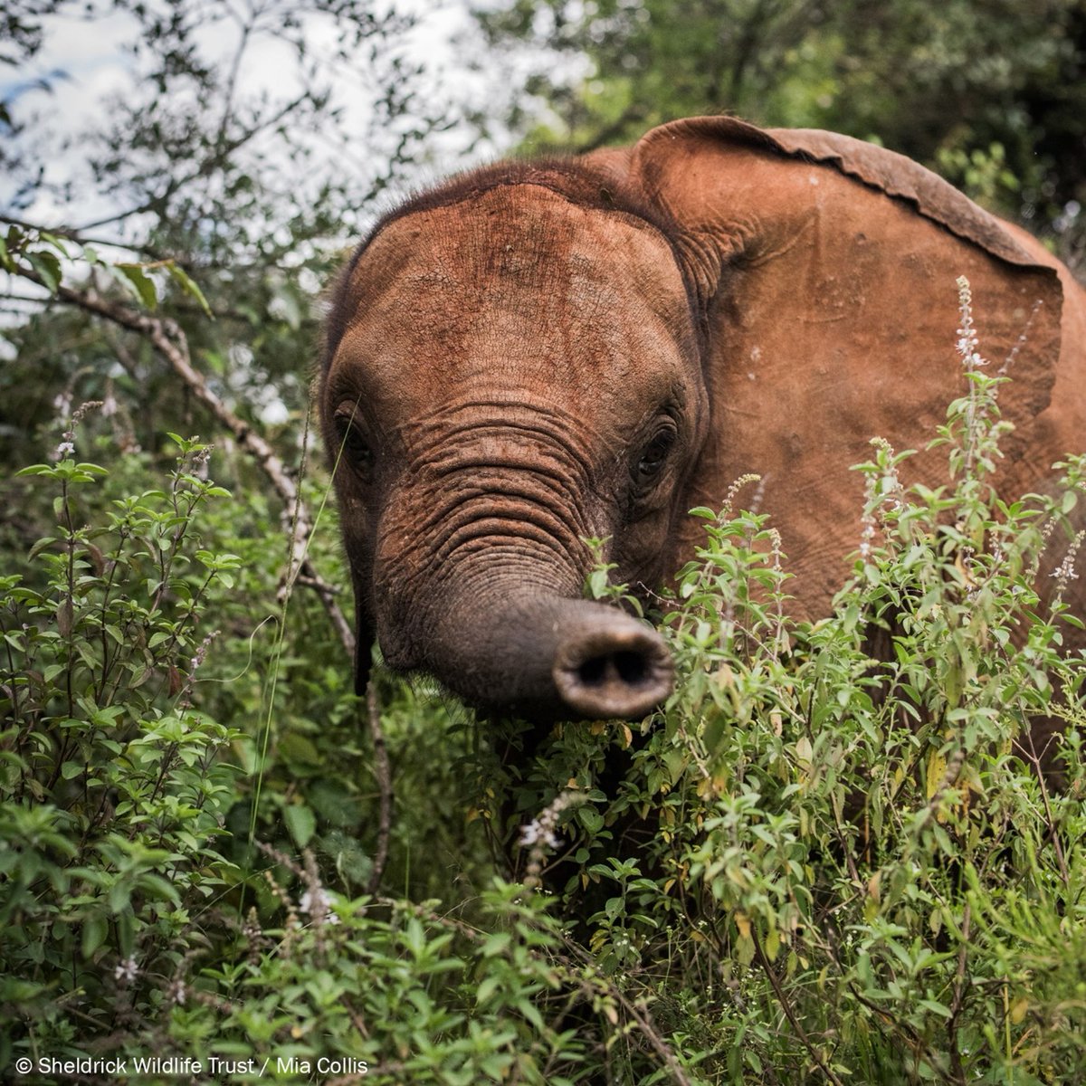 SheldrickTrust's tweet photo. Our sweet Ziwadi has been through a lot. She's survived being shot with an arrow, bouts of blindness &amp; epileptic-type seizures. But thanks to your support, Ziwadi is blossoming into tough, and very quirky little lady. Become part of her story &amp; adopt her https://t.co/w9I2Kh0EEx https://t.co/CYcArwUQux