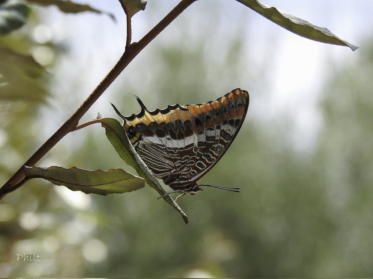 Jason
#papillon #butterfly #insecte #insect #macro #macrophotography #universal_macro #rebel_macro #onceupon_the_earth #ig_macro_clicks #top_macro #nikonfr #nikonp900