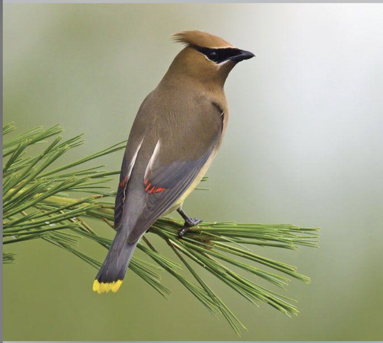 Cedar Waxwing птица