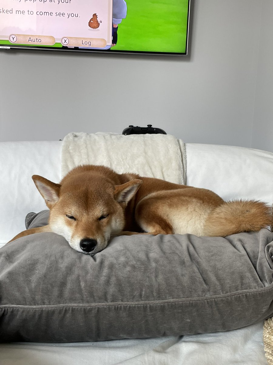 Billicillin's tweet photo. My #staycation was fantastic & rejuvenating ☺️ I am privileged to be EXCITED to go back to work, though I will say I am going to miss spending every minute with this handsome boy 🥺🥰🐕 #ShibaInu #snugbug #SockstheFox https://t.co/7Zc7rqswY0