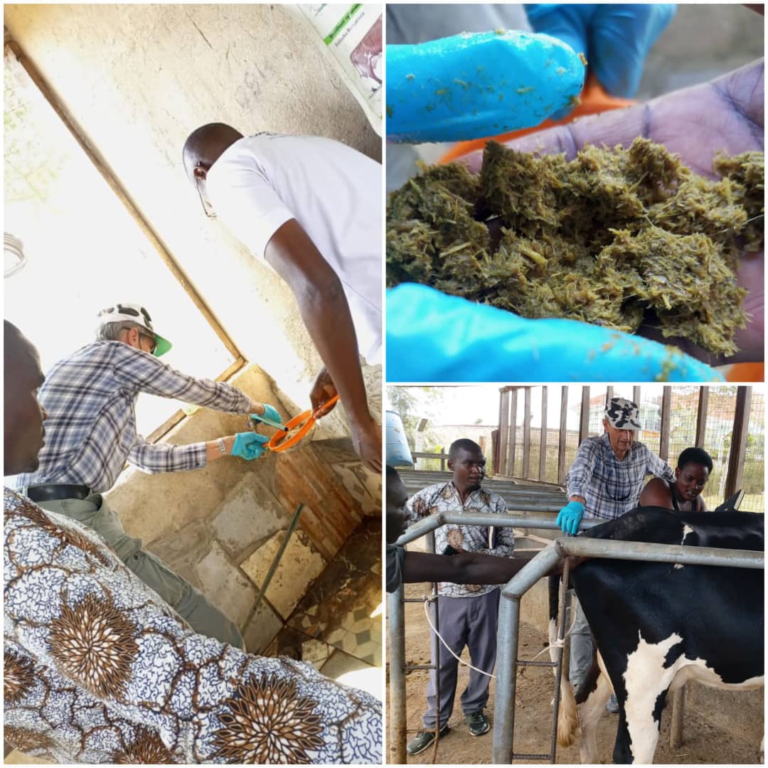 ASK_Aikiriza's tweet image. Today on the farm, the #cow #nutrition advisors explored the feed route up to the dung, measured the dung, washed and seived it and established that est.70% of what the cow ate in the last 24Hrs could not be fully #digested😔. It is this passionate.