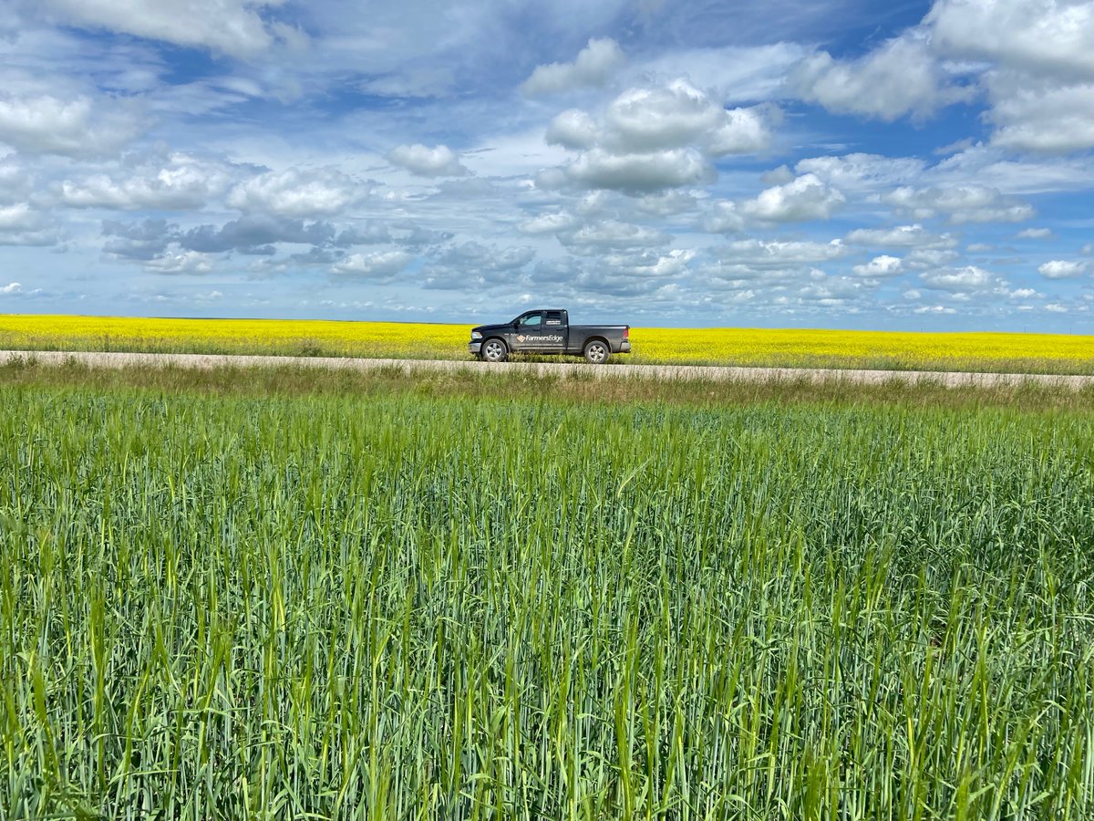 #DYK that canola can be affected by extreme hot temperatures and experience what is known as #HeatBlast? This can cause pod loss during flowering.
👀Check out the YouTube live with <a href="/FE_NPlains/">North Plains Agronomy</a> from last week on heat-related problems to learn more! -TB