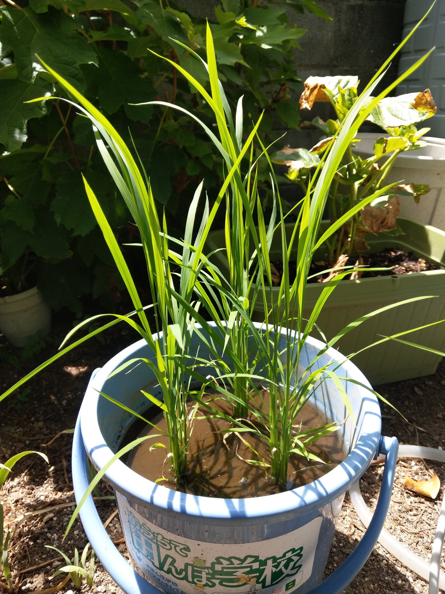 中干し Twitter Search Twitter