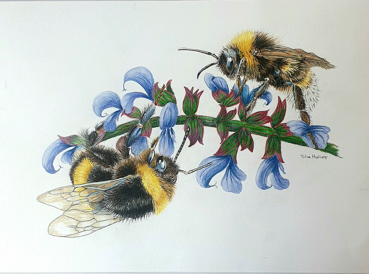 JuliaHallettArt's tweet photo. Taken 2 weeks to draw these #bufftailed #bumblebee on the Veronica in my garden, less of them around this year. A3 #polychromas #colouredpencils on watercolour paper https://t.co/IQw5AgfhDn