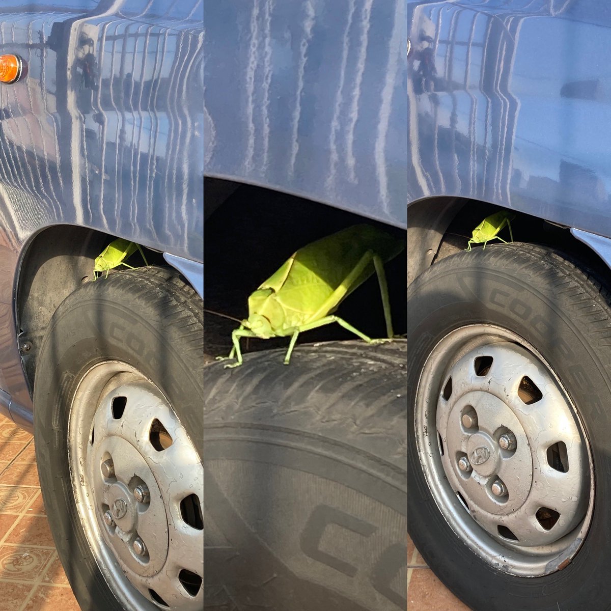 Luiguiapr's tweet photo. #Campamocha #Amantis #animales #rodar #Atos #Verde 😎 @mezcalito_mx @sergiobecerra @Vickygalvan @Arrintintin @marioha10 https://t.co/1ivGUvJiJp