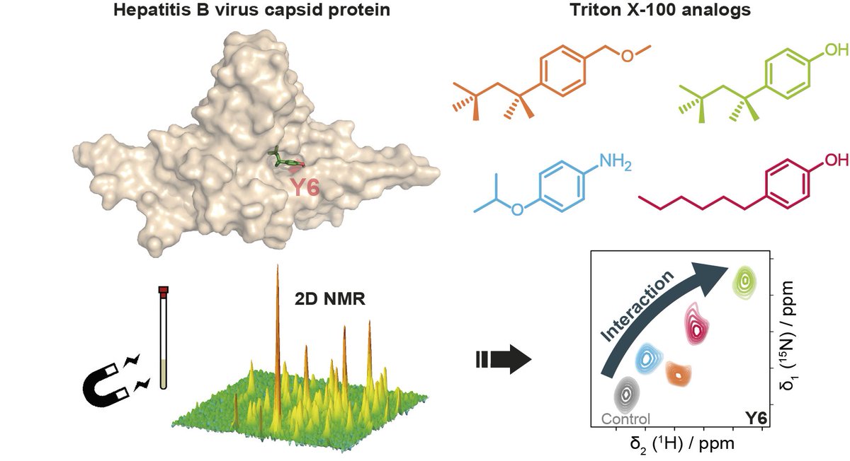 Anja Böckmann's lab (@bockmannlab) on Twitter photo Our first Chemical Science paper is out in <a href="/ChemicalScience/">Chemical Science</a>! #MyFirstChemSci We looked at different molecules binding to the #HepatitisB virus hydrophobic pocket, a moiety important in capsid envelopment. pubs.rsc.org/en/content/art…
Many thanks to all the co-authors @MMSB_Lyon Our first Chemical Science paper is out in <a href="/ChemicalScience/">Chemical Science</a>! #MyFirstChemSci We looked at different molecules binding to the #HepatitisB virus hydrophobic pocket, a moiety important in capsid envelopment. pubs.rsc.org/en/content/art…
Many thanks to all the co-authors @MMSB_Lyon