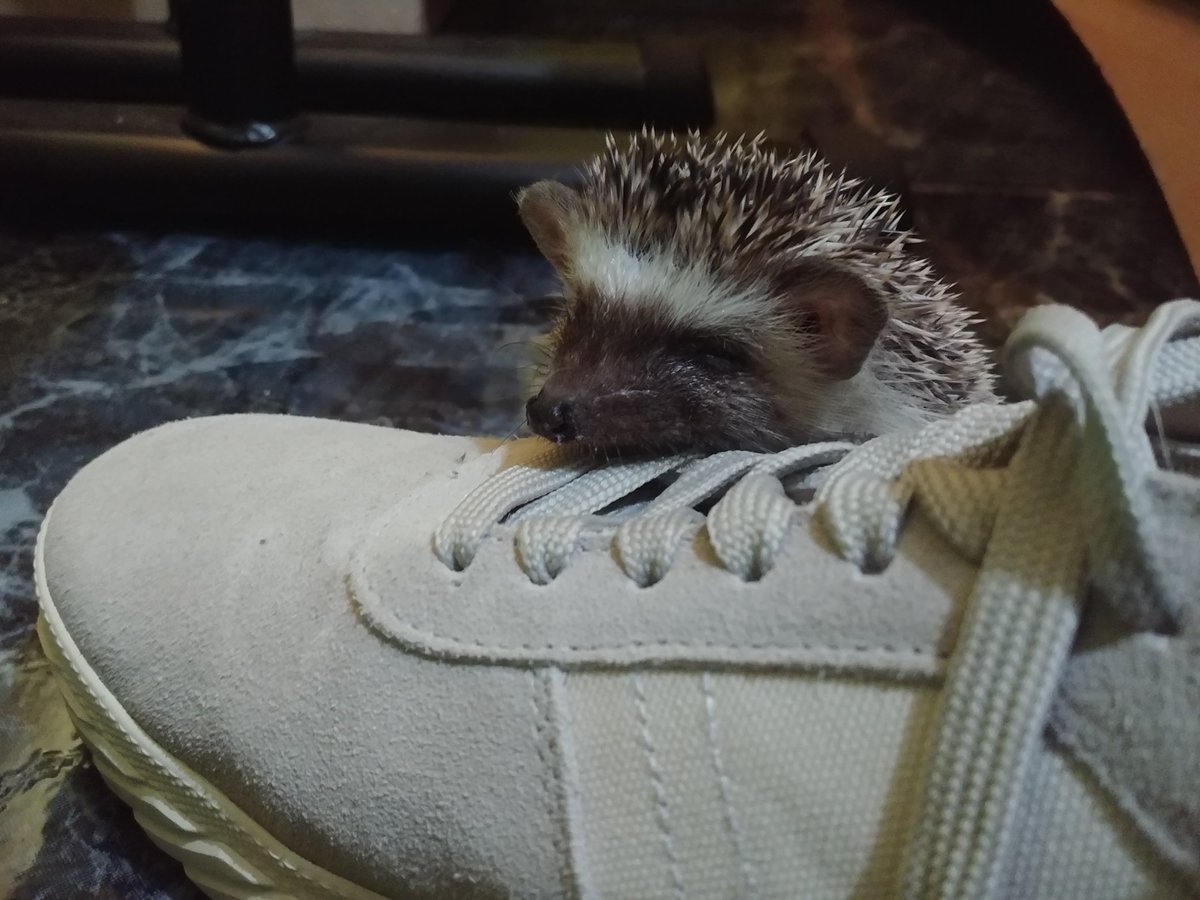 Atlas🇮🇨 tweet media