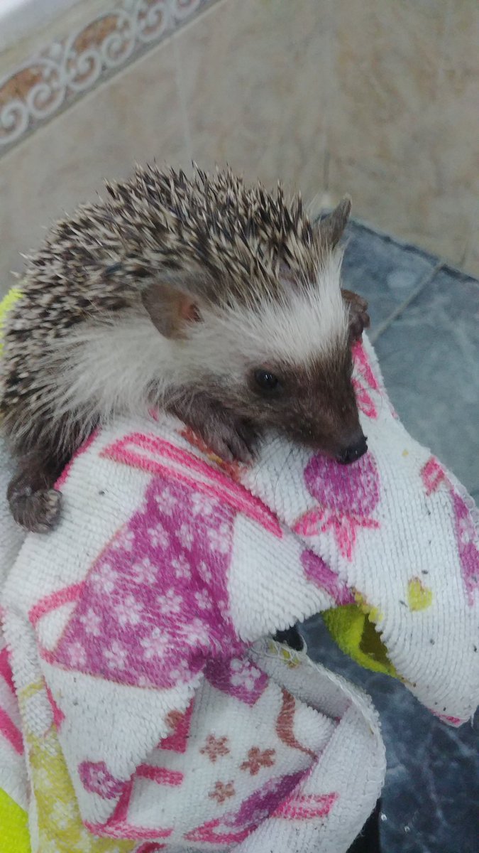 Atlas🇮🇨 tweet media