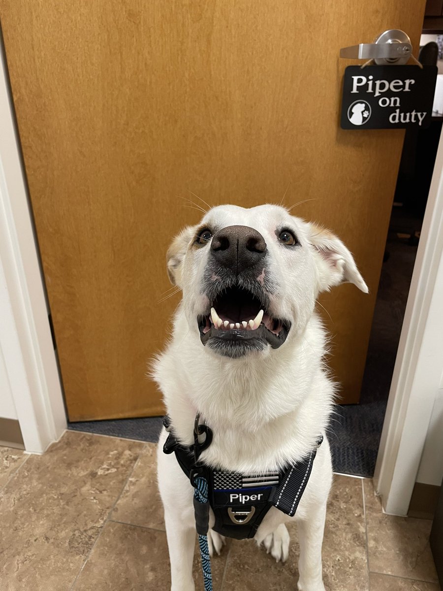 My new sign lets my friends know I am here for them at work! #OfficerWellness
<a href="/VBPD/">Virginia Beach Police Department</a>
#mindfulness
#resiliency
#comfortdog
#optimism
#rescuedog #dogs #policedog #peersupport