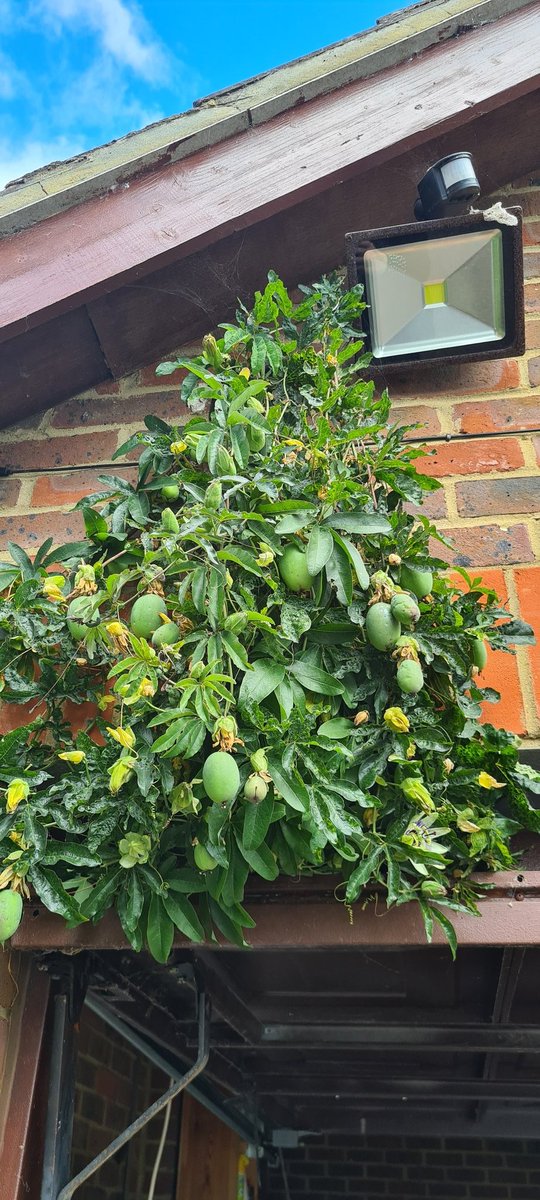 DragonfireJ's tweet photo. Passionflower plant just spreads and grows. This bit of the vine is suspended from our light, they literally reach out, grab on and grow across anything.
But even this part is smothered in fruit.
#garden #vines #passionflower #growslikelightning #green #fruitiscoming #grows https://t.co/gdY2WwLuEJ