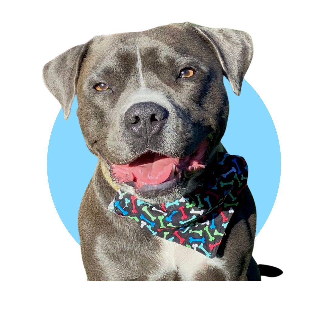 ReggieUgc's tweet photo. New profile pic 🐾 #dogugc #dogcontentcreator #UGC https://t.co/7qfsAayDuG