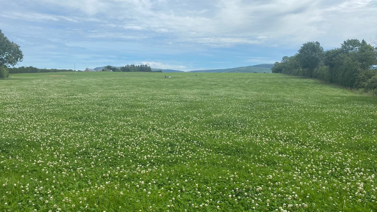 Looks the part anyway… Reseed July 2020 .75kg white☘️/ac.